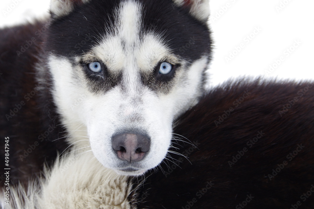 Obraz premium Husky na śniegu
