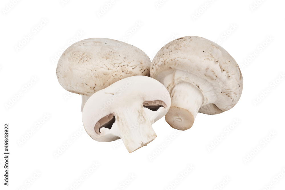 Champignon mushroom isolated on white background Champignon mushroom isolated on white background