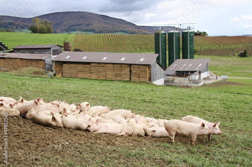 Field-grown pigs on a farm photo