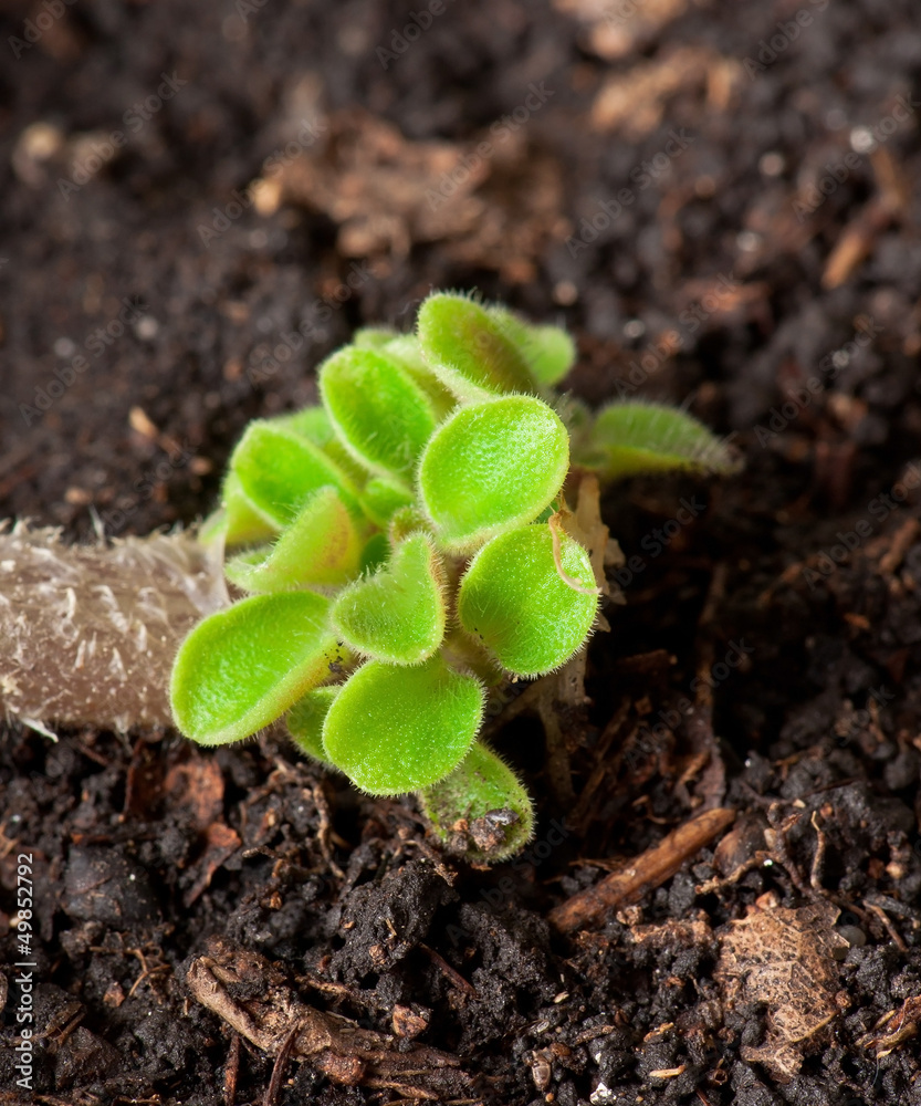 Green seedling illustrating concept of new life Green seedling illustrating concept of new life