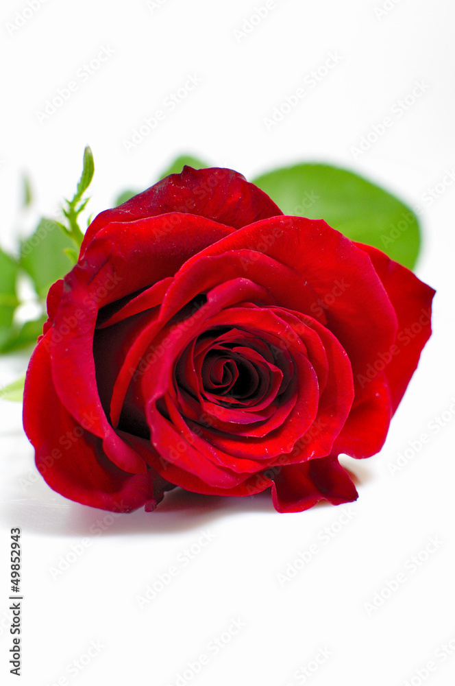 Rose rouge