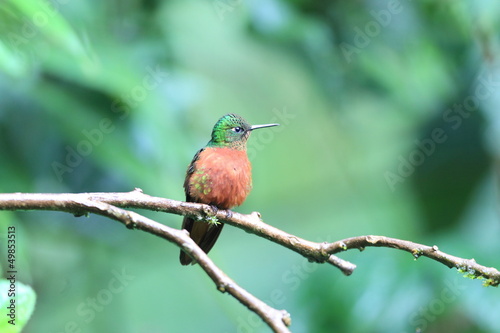 Chestnut-breasted Coronet (Boissonneaua matthewsii) in Ecuador photo