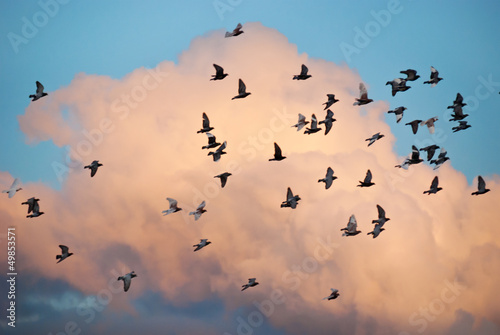 homing pidgeons flying at sunset