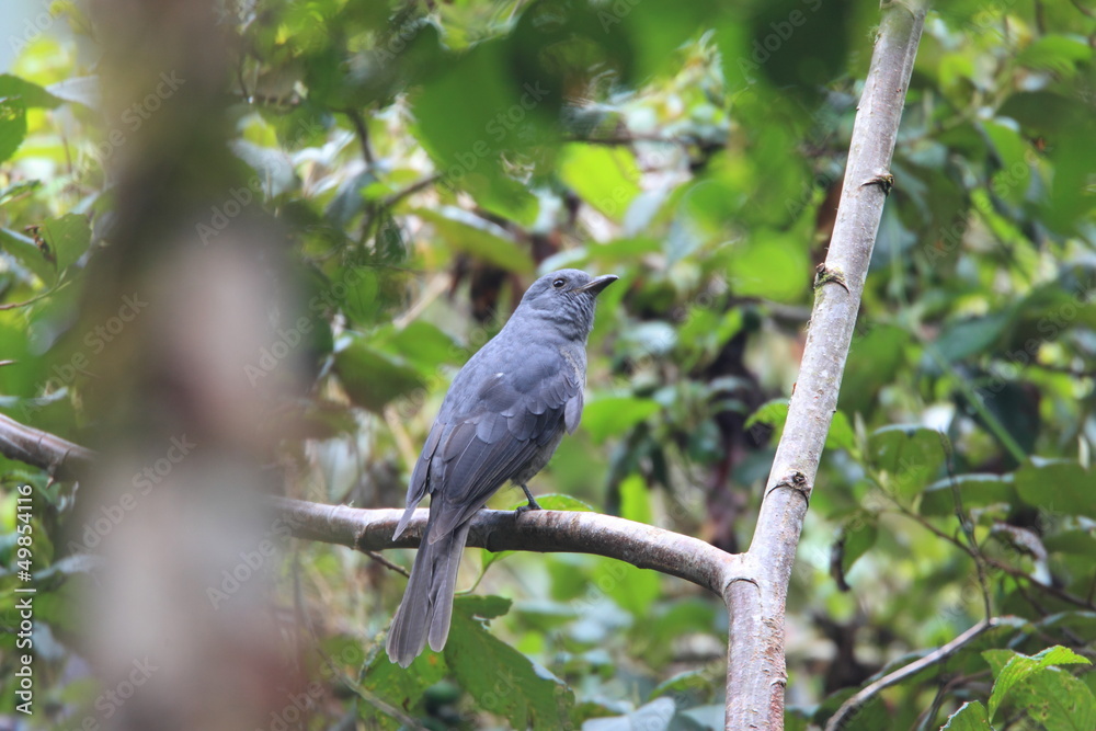 Dusky Piha (Lipaugus fuscocinereus) in Ecuador Dusky Piha (Lipaugus fuscocinereus) in Ecuador