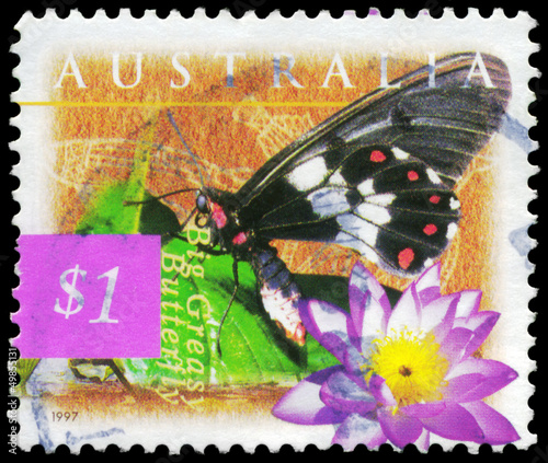 AUSTRALIA - CIRCA 1997 Big Greasy Butterfly photo