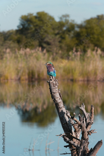 Horseshoe bend lilac-breasted roller