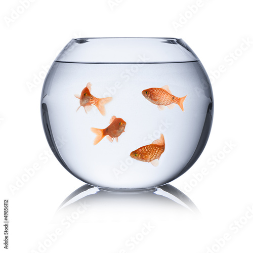 goldfish glass