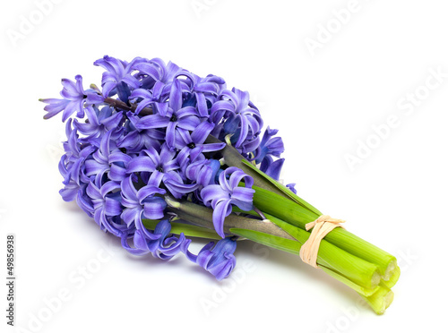 hyacinth flowers isolated on white background
