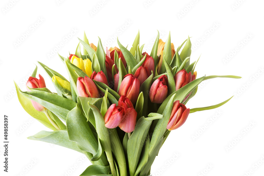 Tulips Tulips
