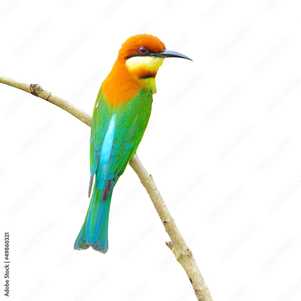Fototapeta premium Bee eater Bird