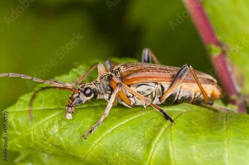 Variable longhorn beetle (Stenocorus meridianus) Macro photo © Henrik Larsson