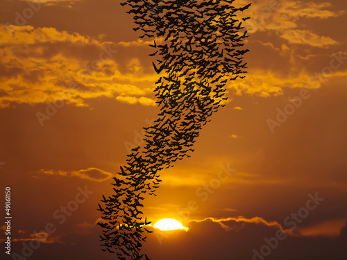 Bats flying againt sun photo