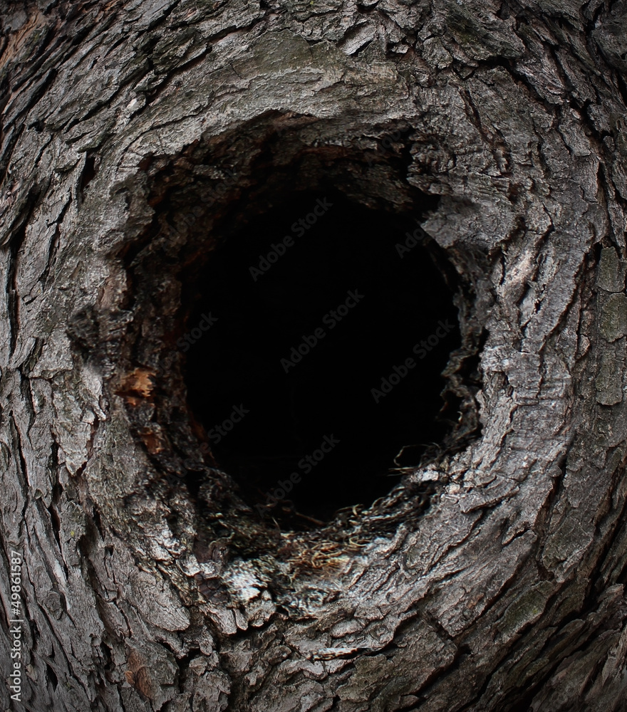 Naklejka premium Nature Tree Frame