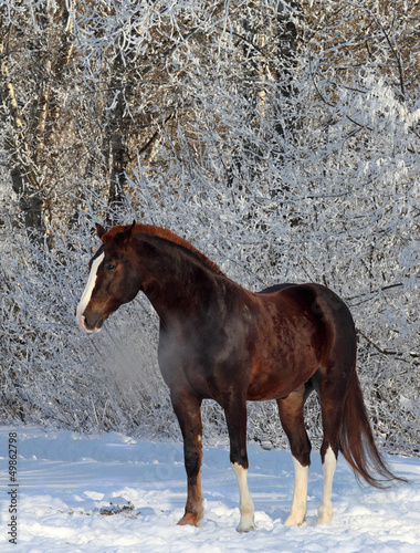 Horse in winter woods