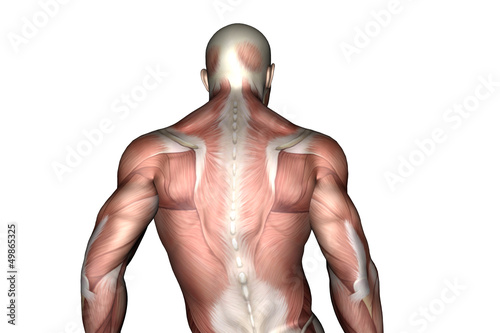 Rücken Muskulatur