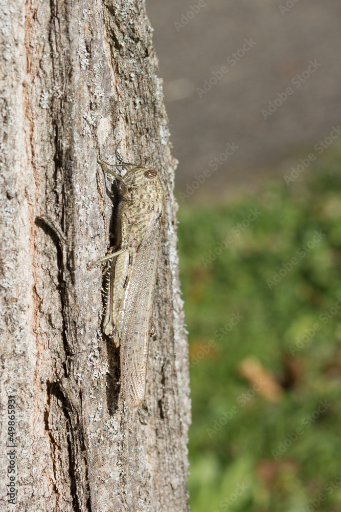 Camouflaged locust rests on a tree trunk. Camouflaged locust rests on a tree trunk.