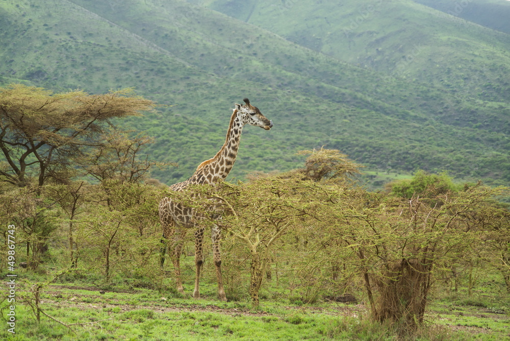 Fototapeta premium Giraffe showing tongue