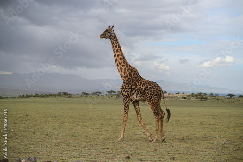 Giraffe