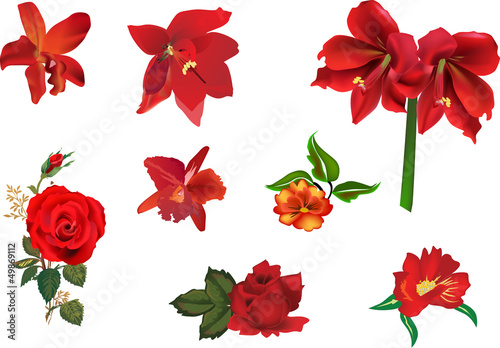 Fototapeta Naklejka Na Ścianę i Meble -  collection of eight red flowers isolated on white