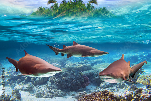 Dangerous bull sharks in the tropical shallow water