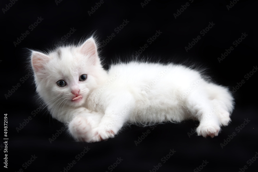 Obraz premium beautiful little white kitten on a black background