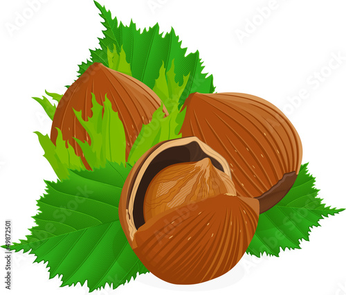 Hazelnuts with leaves