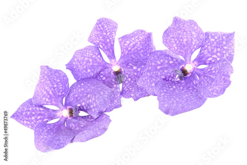 three blue orchids isolated on white background