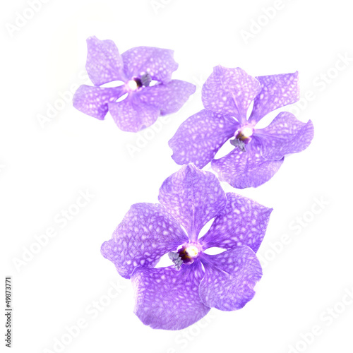 three blue orchids isolated on white background