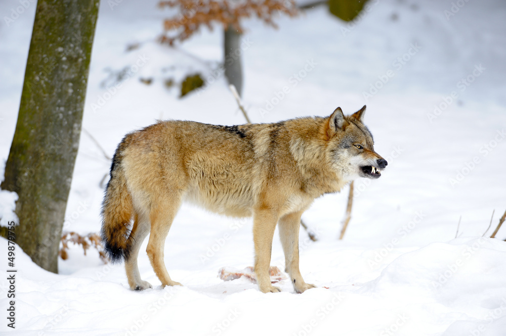 Drohender Wolf