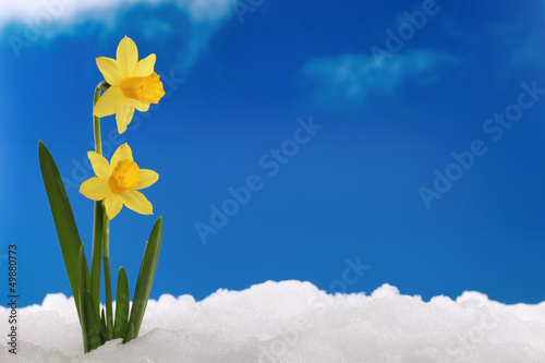 Fototapeta Naklejka Na Ścianę i Meble -  Frühling Winter: Narzissen im Schnee