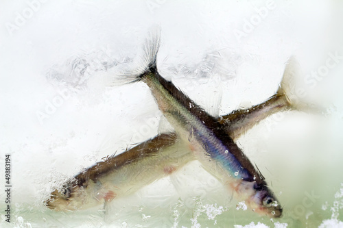 smelt in the winter under ice (Osmerus eperlanus) photo