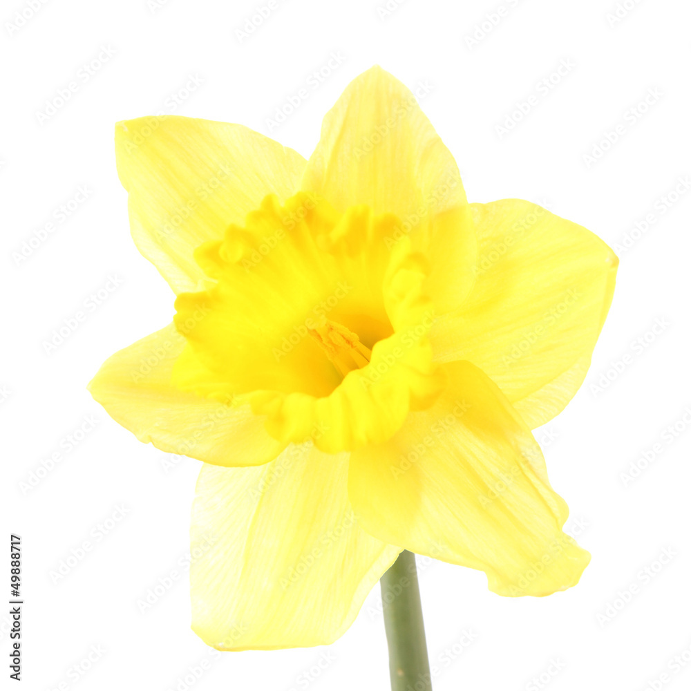 Daffodil on a white background