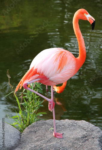 American Red Flamingo.  Graceful bird. #49889315
