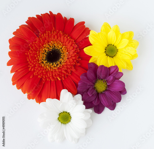 Gerberas