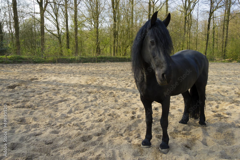 Funny black horse