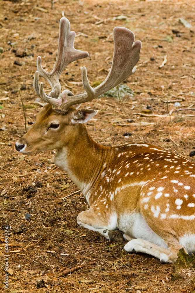 Fallow deer in forest - Male Fallow deer in forest - Male