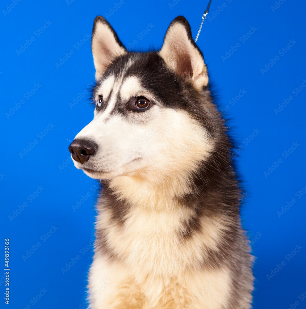 dog husky dog husky