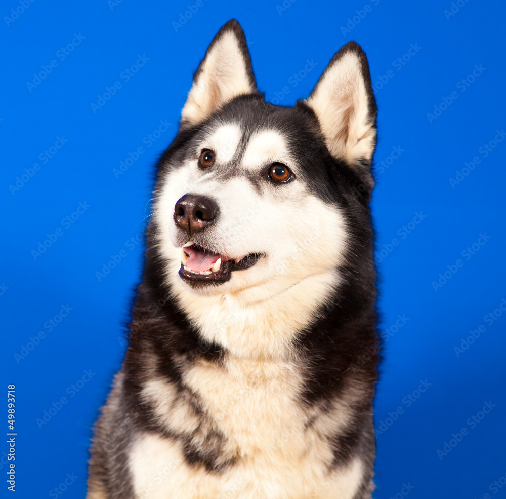 dog husky dog husky