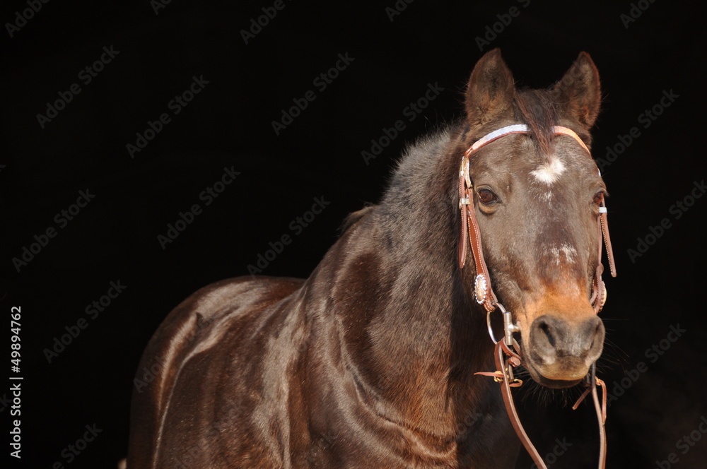 Fototapeta premium Deutsches Reitpony