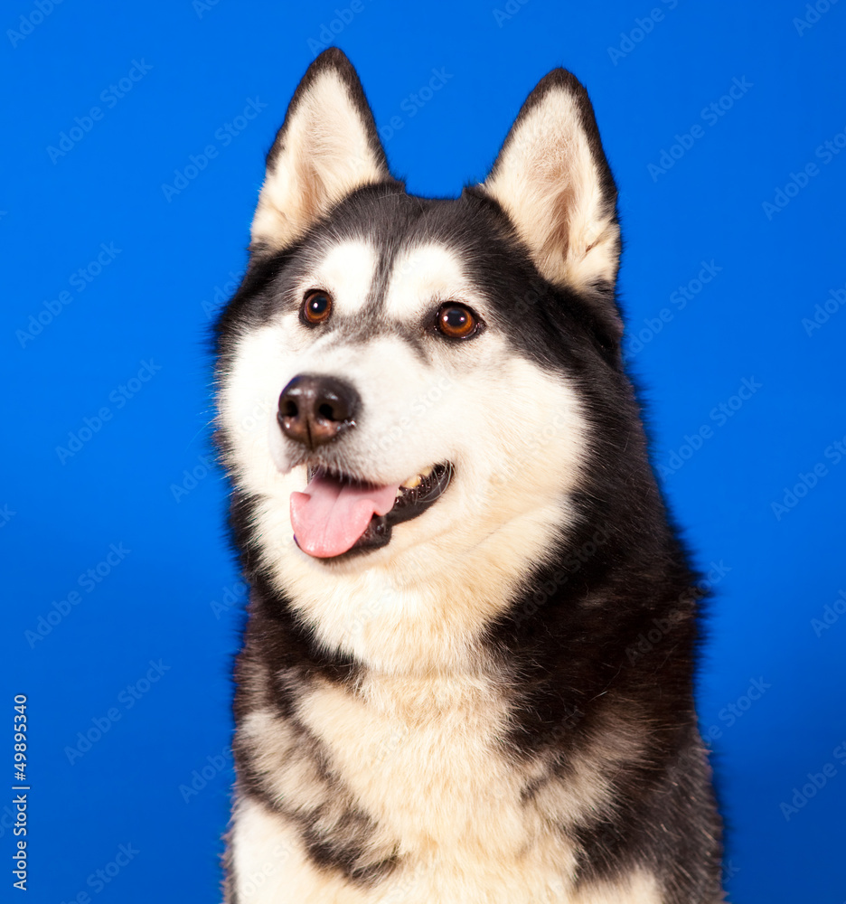 dog husky