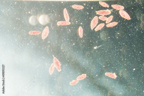 animal  conjugation of Paramecium caudatum
