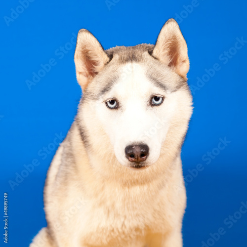 dog husky