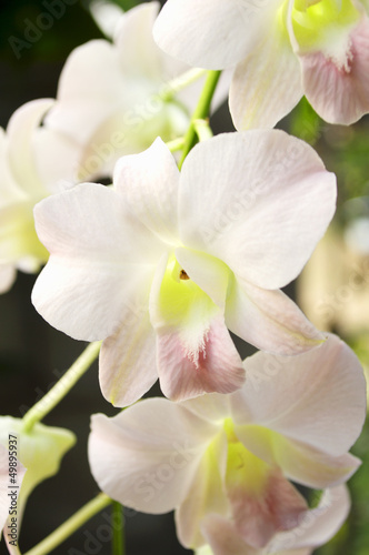 Beautiful orchid flower