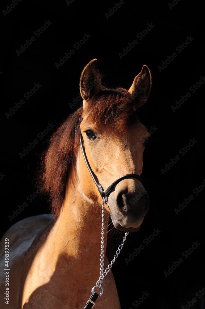 Obraz premium Paso Fino