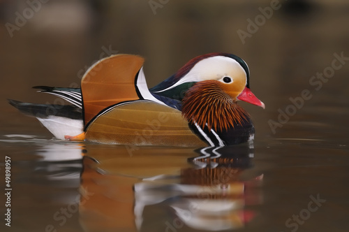 Mandarin Duck (Aix galericulata), or  Mandarin
