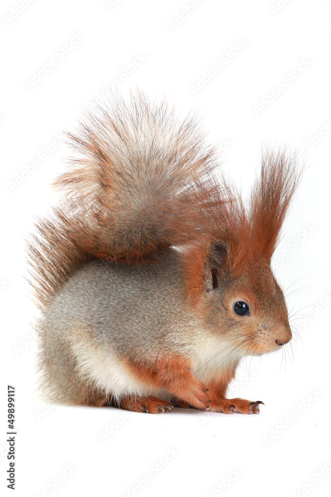 squirrel, squirrel,