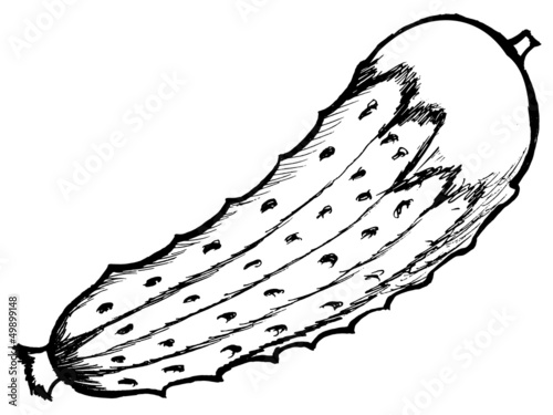 Illustration of a cucumber on white background