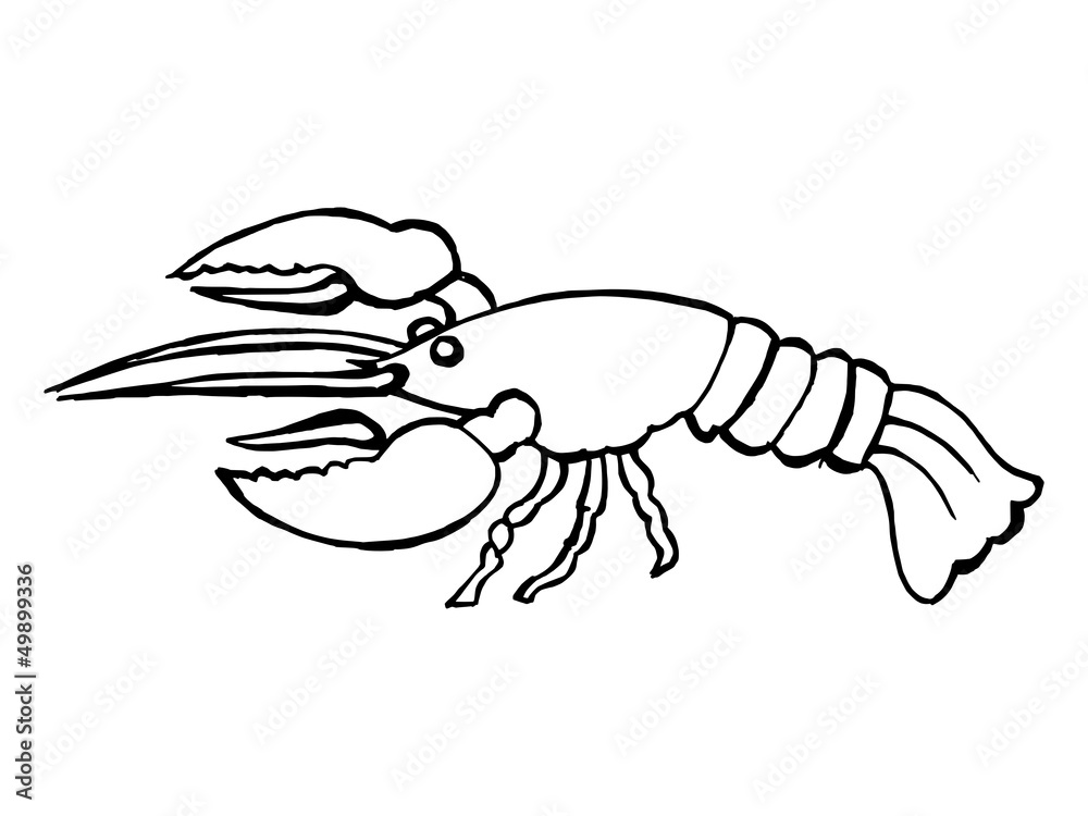hand drawn, vector illustration of a lobster hand drawn, vector illustration of a lobster