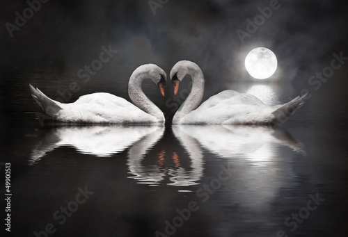 Fotografie, Obraz romantic swan during valentine's day