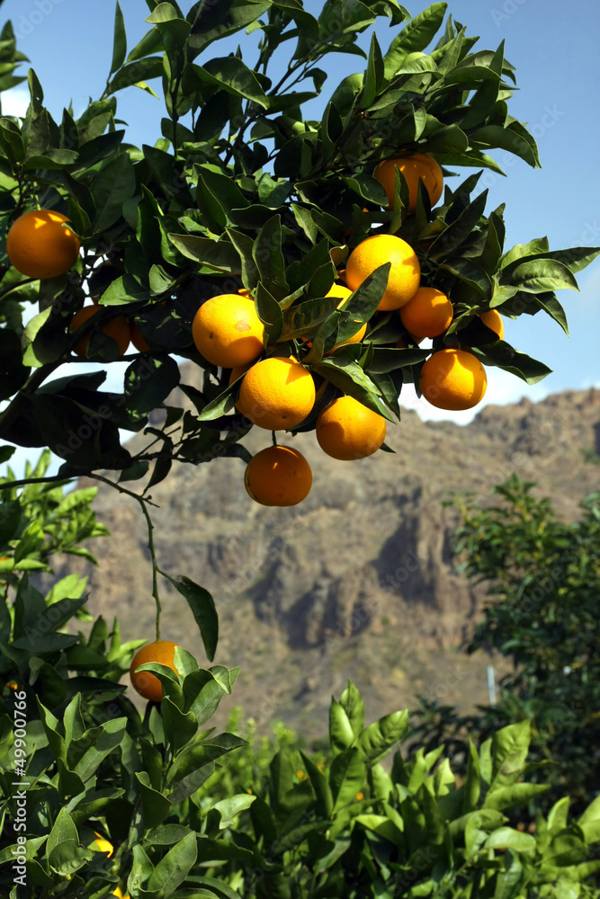 Orange tree with ripe fruits in sunlight.